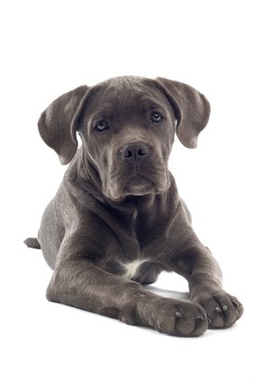 cane corso mastiff puppy dog isolated on a white background 