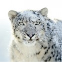 apple-snow-leopard